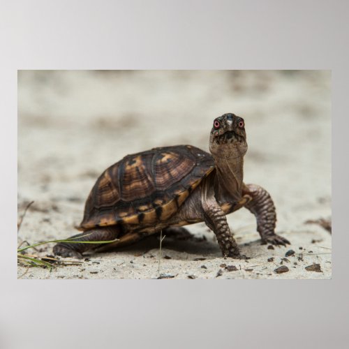Common box turtle poster