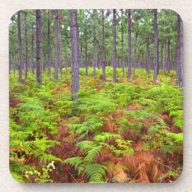 Common Bracken (Pteridium Aquilinum) Growing Beverage Coaster (Front)