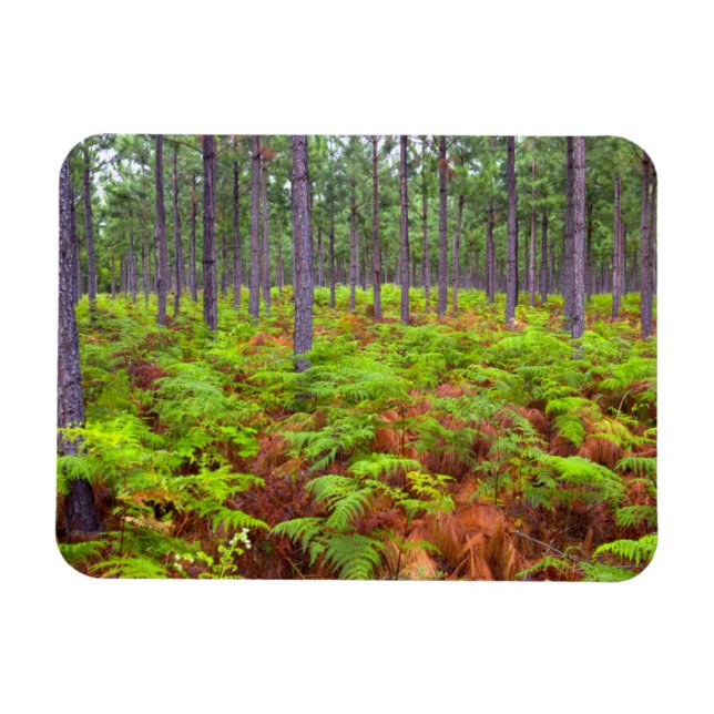 Common Bracken (Pteridium Aquilinum) Growing Magnet (Horizontal)