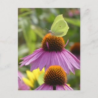 Common Brimstone Butterfly on Flower DIY Postcard