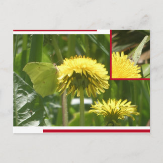 Common Brimstone Butterfy Collage DIY Postcard