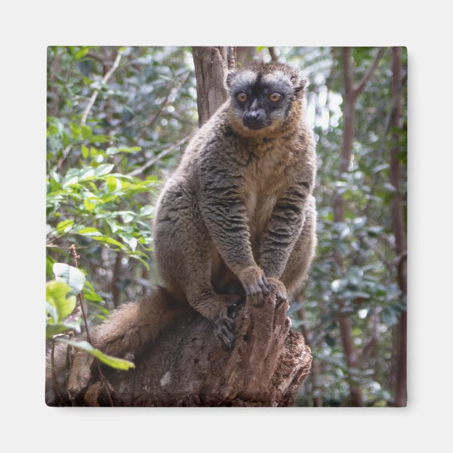 Common brown lemur magnet (Front)