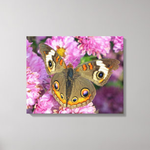 Common Buckeye Butterfly Canvas Print