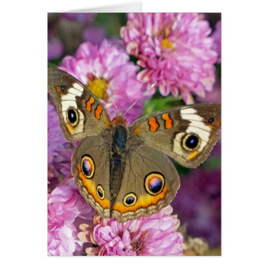 Common Buckeye Butterfly Cards (Front)