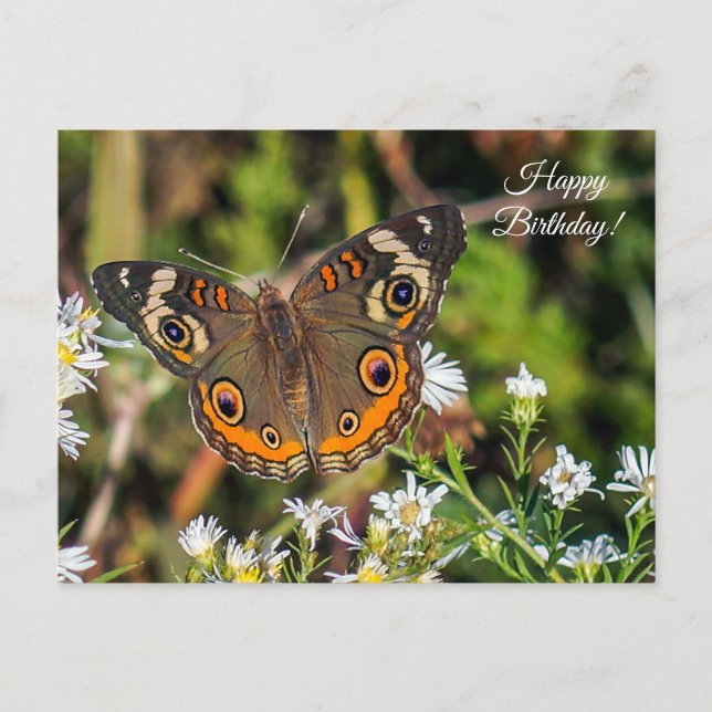 Common Buckeye Butterfly Happy Birthday Postcard (Front)