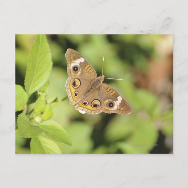Common buckeye butterfly, Junonia coenia. Postcard (Front)