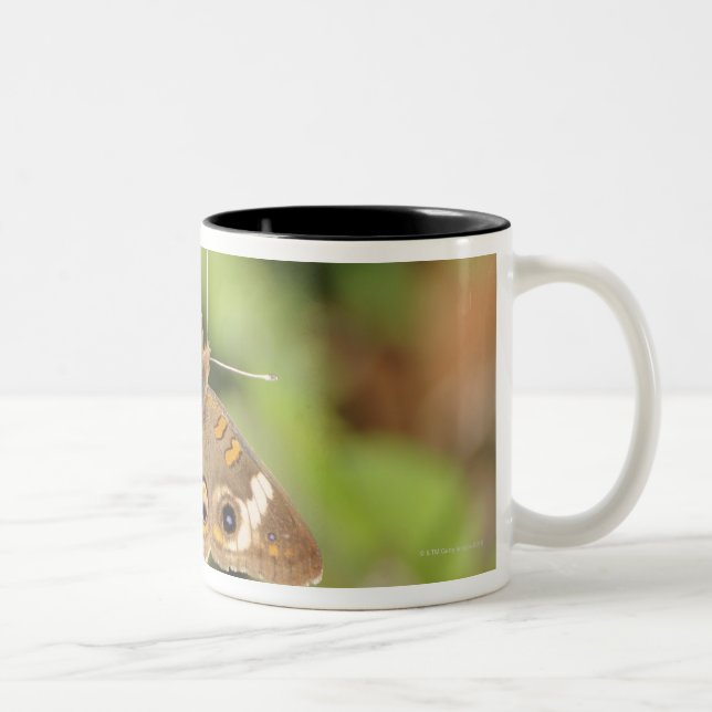 Common buckeye butterfly, Junonia coenia. Two-Tone Coffee Mug (Right)