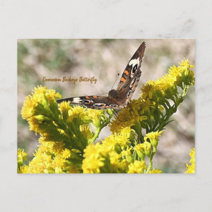 Common Buckeye Butterfly Postcard