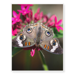 Common Buckeye Junonia Coenia Temporary Tattoos
