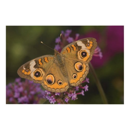 Common Buckeye on Brazilian Verbena Wood Wall Art