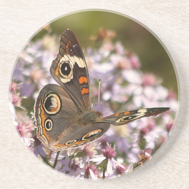 Common Buckeye on Pink Aster Coaster (Front)