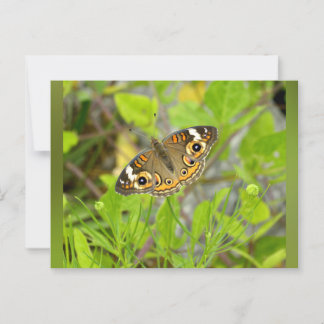 Common Buckeye Postcard