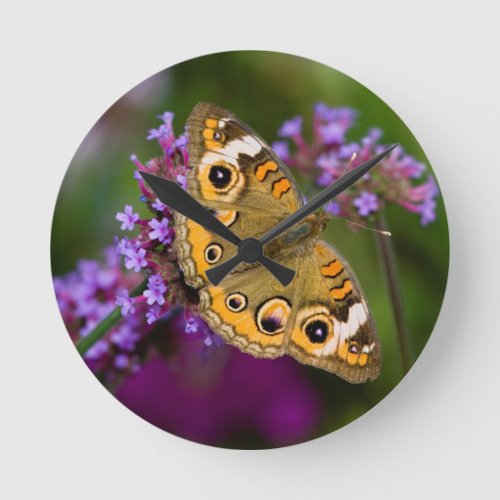 Common Buckeye Round Clock