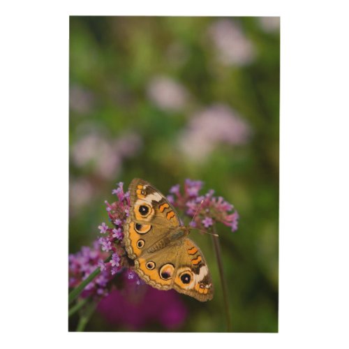 Common Buckeye Wood Wall Decor