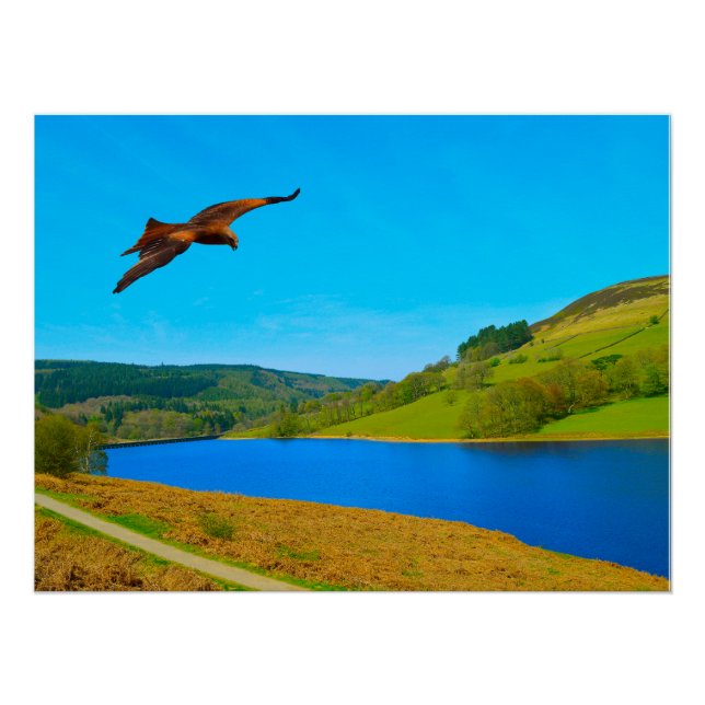 Common Buzzard in flight over Ladybower reservoir Poster (Front)