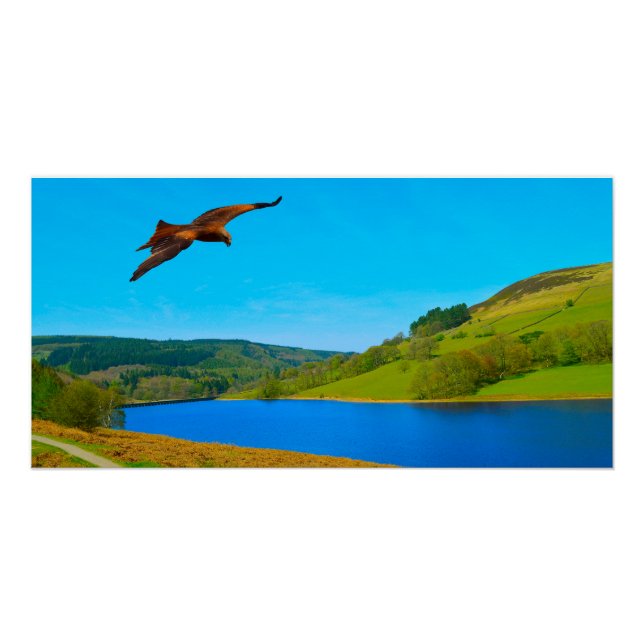 Common Buzzard in flight over Ladybower reservoir Poster (Front)