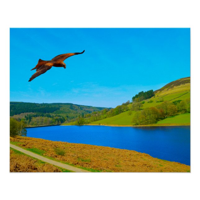 Common Buzzard in flight over Ladybower reservoir Poster (Front)