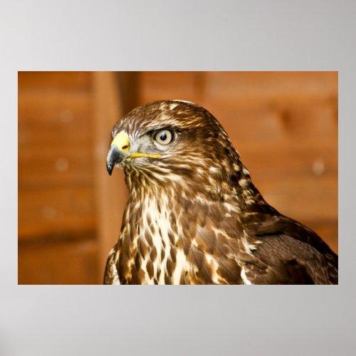 Common Buzzard Photographic Poster