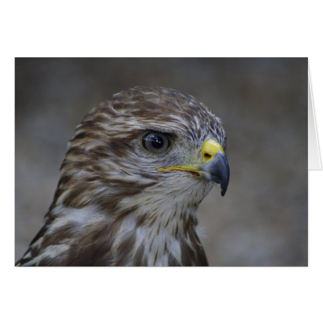 Common Buzzard Portrait Cards (Front Horizontal)
