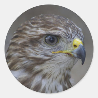 Buzzard Stickers | Zazzle