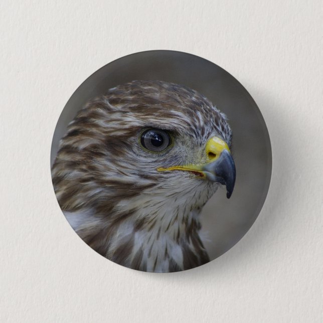 Common Buzzard Portrait Pinback Button (Front)