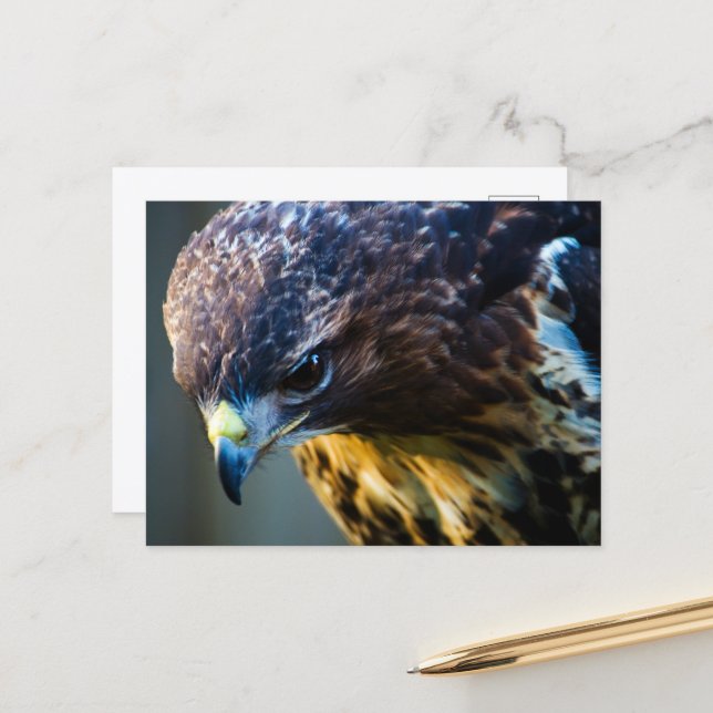 Common Buzzard Postcard (Front/Back In Situ)