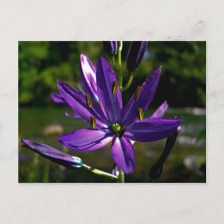 Common Camas 01 Postcard