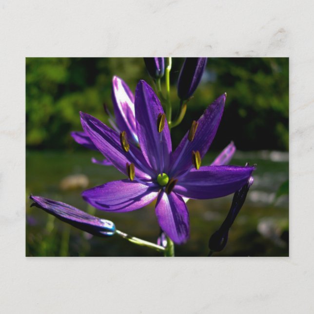 Common Camas 01 Postcard (Front)