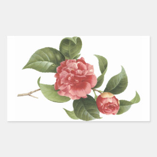 common camellia(Camellia japonica) by Redouté Rectangular Sticker