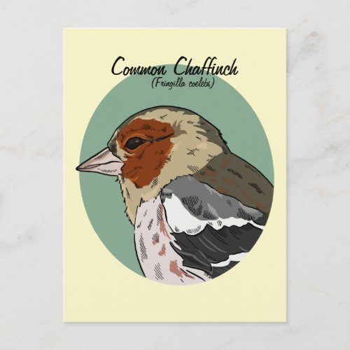 Common Chaffinch Birds of Europe Postcard