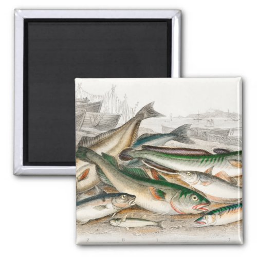 Common Cod Haddock Whiting Coal Fish Ling Magnet