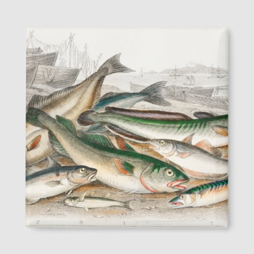 Common Cod Haddock Whiting Coal Fish Ling Magnet