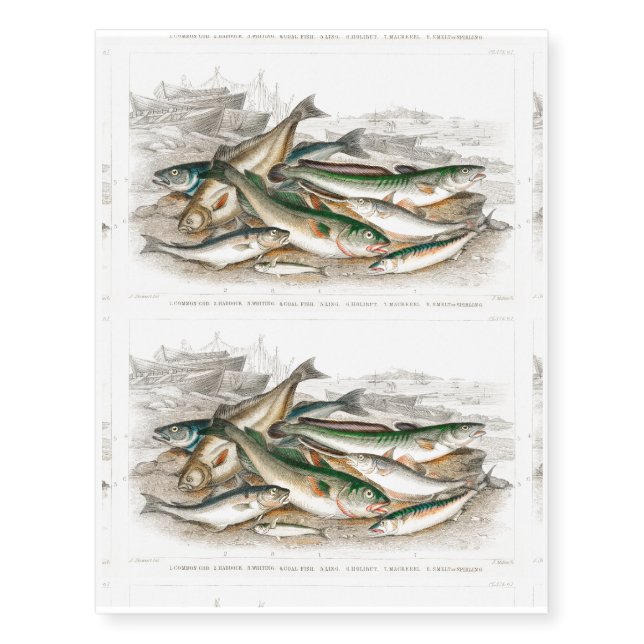 Common Cod, Haddock, Whiting, Coal Fish, Ling Temporary Tattoos (Front)