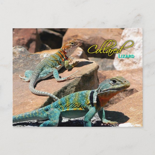 Common Collared Lizard, New Mexico Postcard (Front)