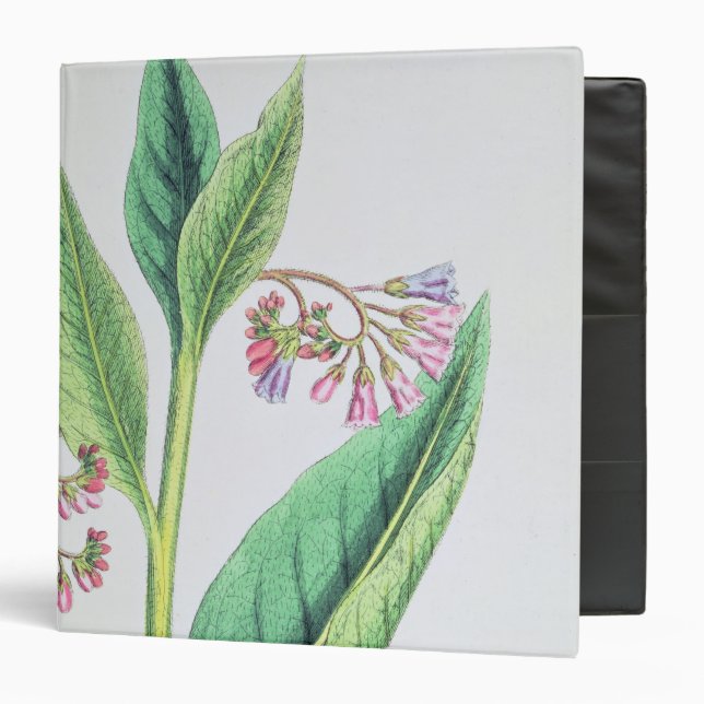 Common Comfrey, plate MCXVI, c.1800 3 Ring Binder (Front/Inside)