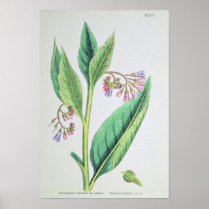 Common Comfrey, plate MCXVI, c.1800 Poster