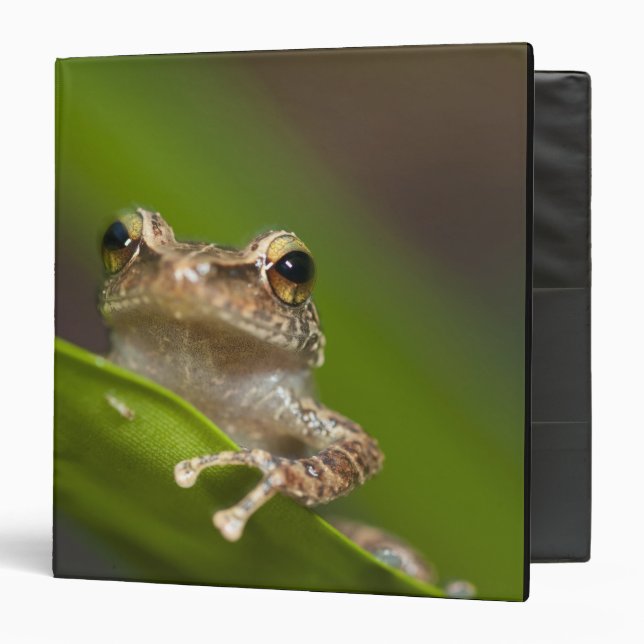 Common coqui, Eleutherodactylus coqui Binder (Front/Inside)