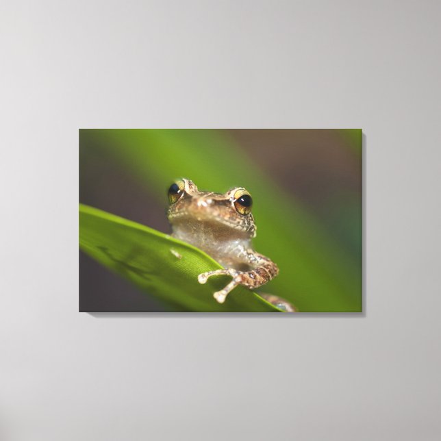 Common coqui, Eleutherodactylus coqui Canvas Print (Front)