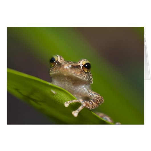 Common coqui, Eleutherodactylus coqui Cards (Front Horizontal)