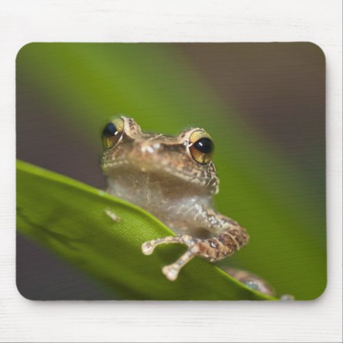 Common coqui Eleutherodactylus coqui El Mouse Pad