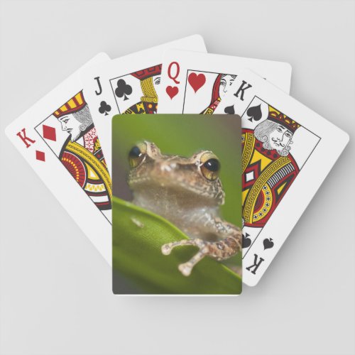 Common coqui Eleutherodactylus coqui El Playing Cards