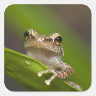 Coqui Frog Sticker