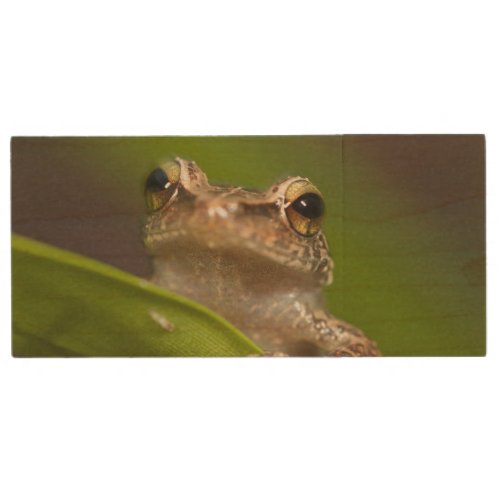 Common coqui Eleutherodactylus coqui El Wood USB Flash Drive