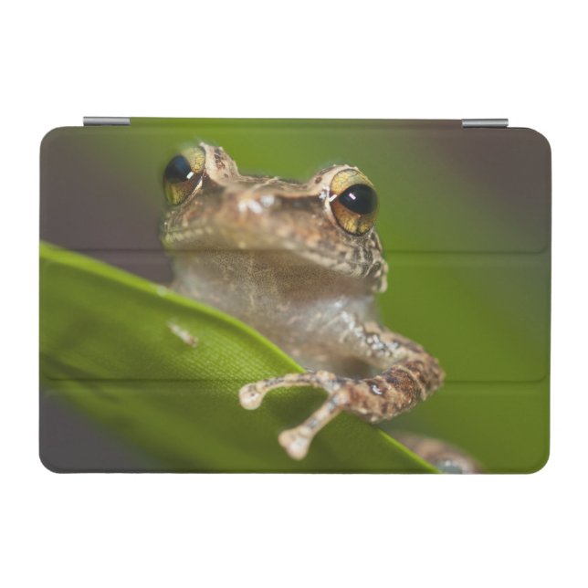 Common coqui, Eleutherodactylus coqui iPad Mini Cover (Horizontal)