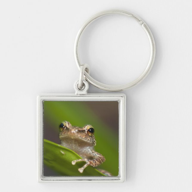 Common coqui, Eleutherodactylus coqui Keychain (Front)