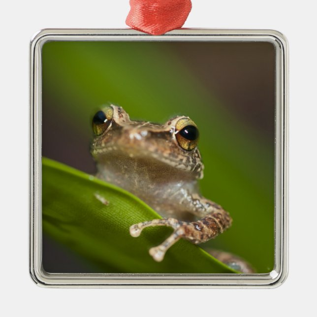 Common coqui, Eleutherodactylus coqui Metal Ornament (Front)