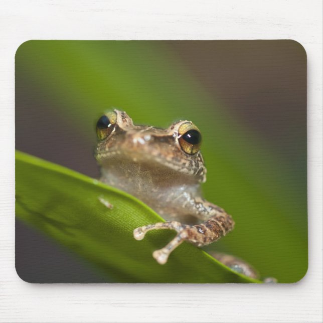 Common coqui, Eleutherodactylus coqui Mouse Pad (Front)