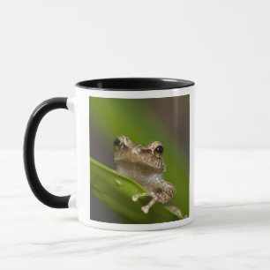 Common coqui, Eleutherodactylus coqui Mug