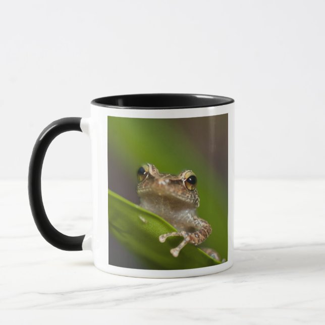 Common coqui, Eleutherodactylus coqui Mug (Left)
