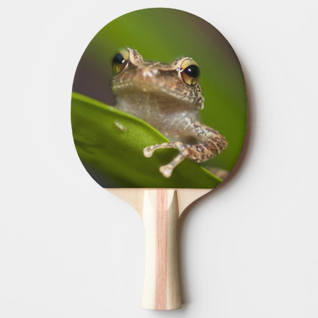 Common coqui, Eleutherodactylus coqui Ping-Pong Paddle (Front)